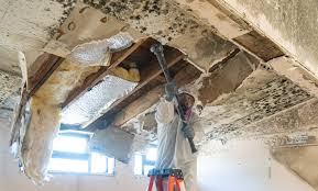 Environmental Consulting for Mold Prevention in Vega, TX